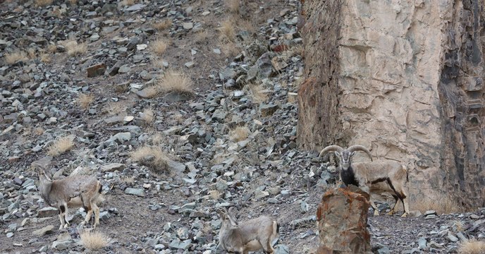 Most people can't find the elusive snow leopard hiding in this photo - can you?