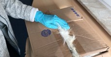 Customs Officers Couldn't Believe Their Eyes When They Saw What Was Inside This Package