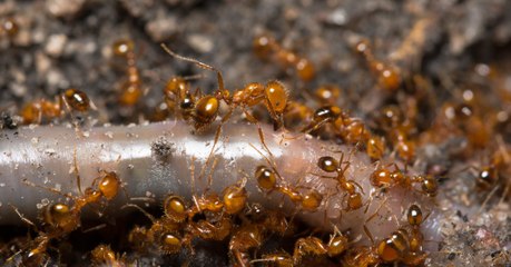 This Man Put Fire Ants in His Underwear and Soon Regretted It