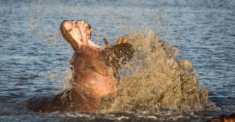 This is What Happens When a  Bull Shark Encounters a Group of African Hippos