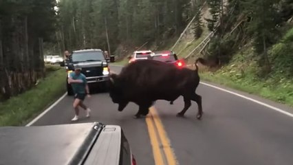This man thought it'd be a good idea to provoke a bison... he very quickly regretted it