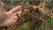 A scientist stumbled upon the most terrifying spider in the forest