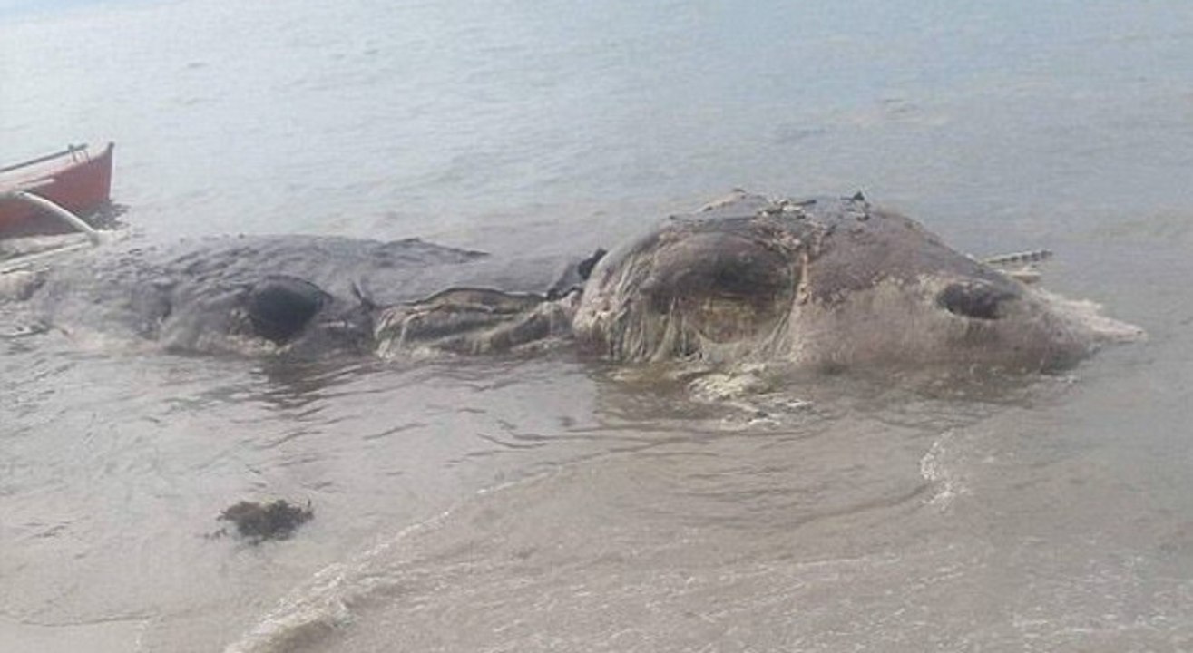 A giant ‘unidentified sea monster’ has been discovered in the Philippines