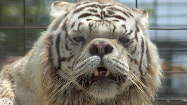 Kenny: The white tiger that defied all odds