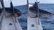 NY fishermen receive surprise of a lifetime after shark is trapped on their boat