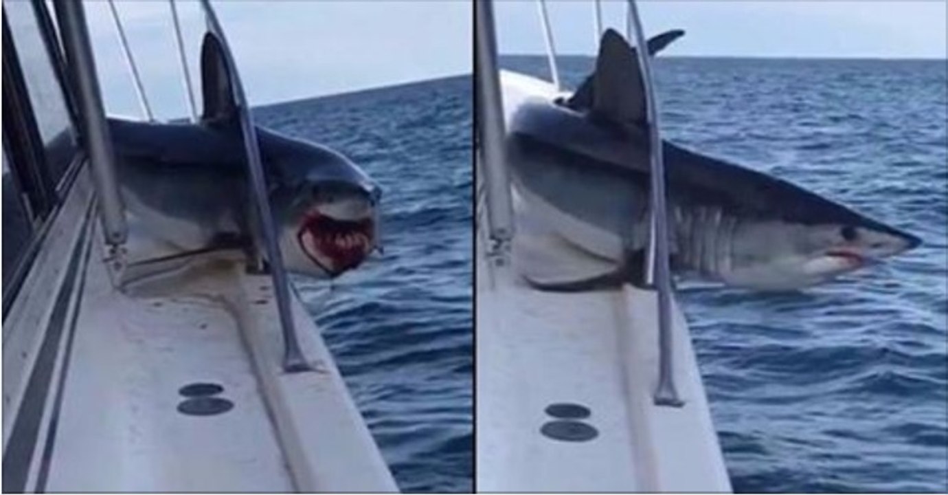 NY fishermen receive surprise of a lifetime after shark is trapped on their boat