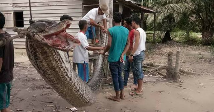 Indonesian villagers fought off this massive python that stumbled into their home