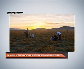 Pengunjung gila swafoto jahanamkan hamparan 'super bloom'