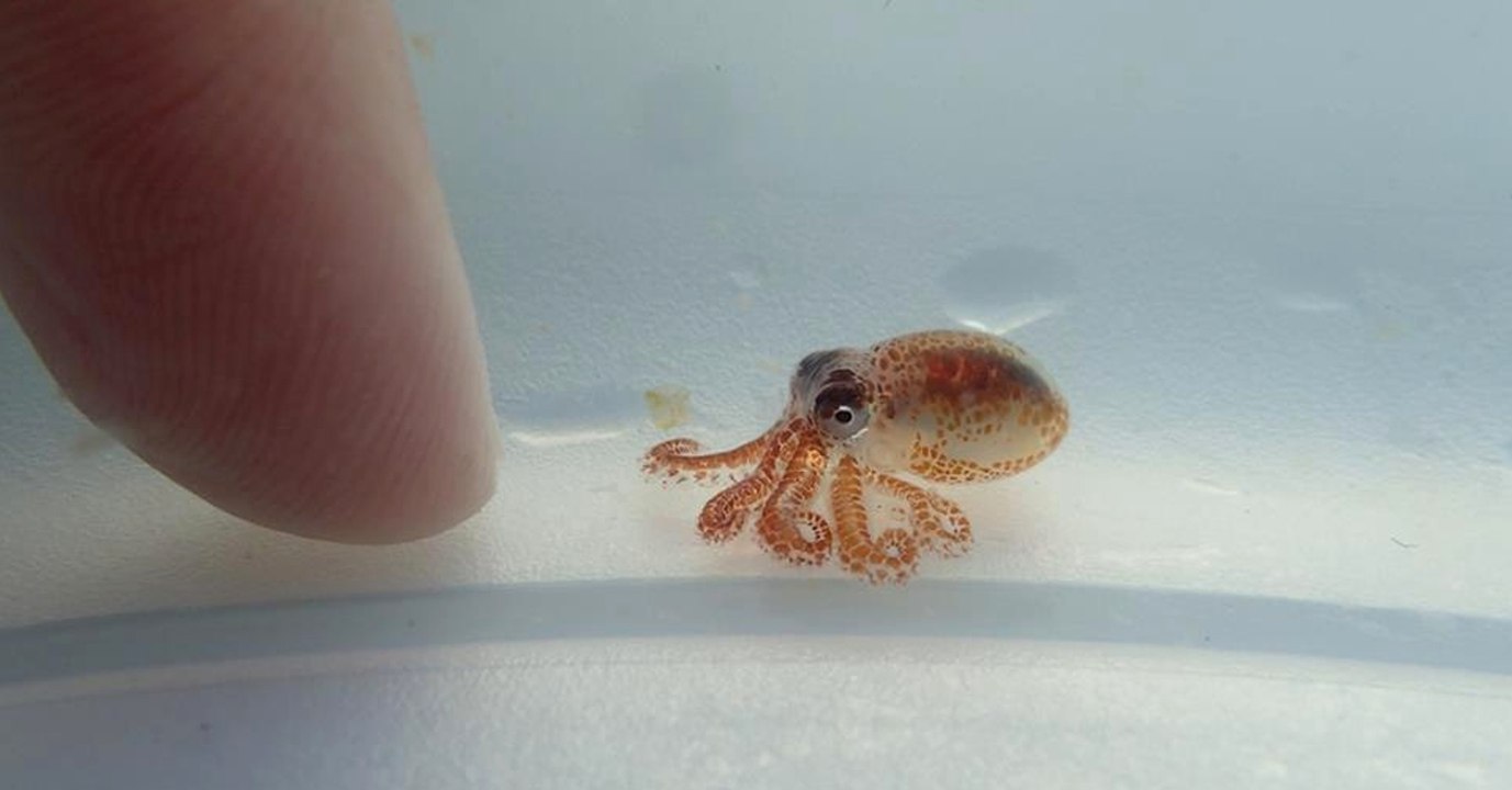Scientists discovered this tiny octopus hiding amongst pollution