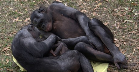 Researchers stunned by apes exhibiting human-like behaviour during child birth