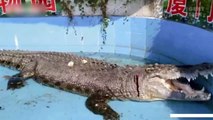 This poor crocodile was left covered in blood after tourists threw rocks at him