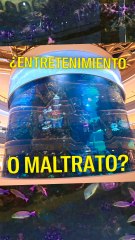 ¿Entretenimiento o maltrato?