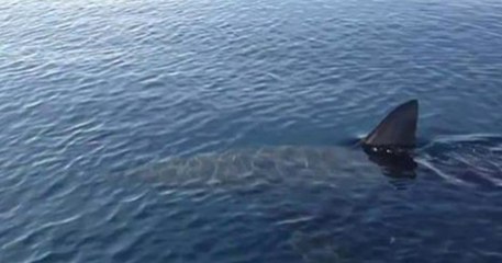 This previously unknown shark left researchers in shock when they looked at its head