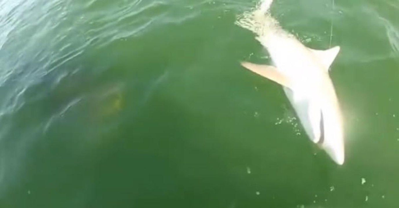 These Fishermen Caught A Shark, But It Was Stollen From Them By A Huge Predator