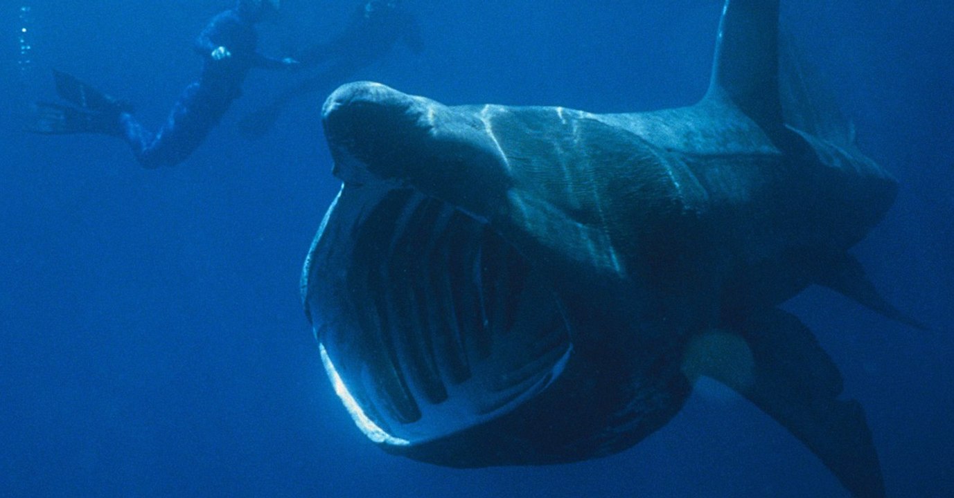 Scientists Are Stumped As Hundreds Of Basking Sharks Display Strange Behaviours