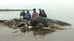 What they found in this dead whale's stomach left them speechless
