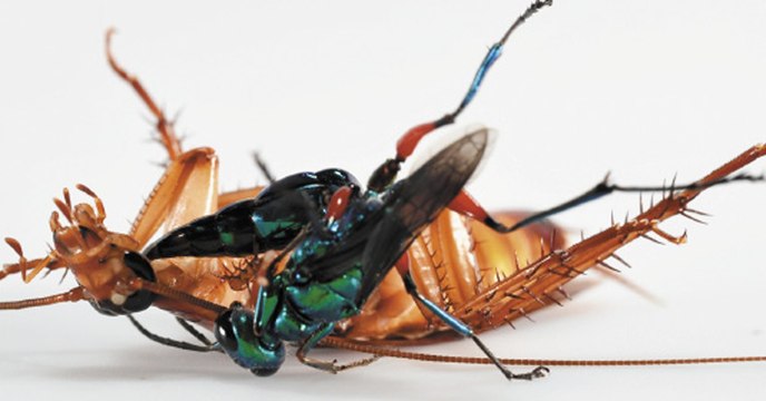 This cockroach had an incredible battle with a wasp that turns its victims into zombies...