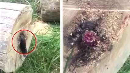 He cut down a tree but you won’t believe what else he chopped in two