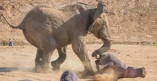 This Hippo Seriously Regretted Getting Too Close to an Elephant