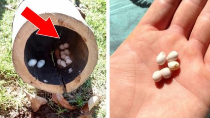 After Finding These Tiny Eggs in a Tree Trunk They Started to Hatch Before His Eyes