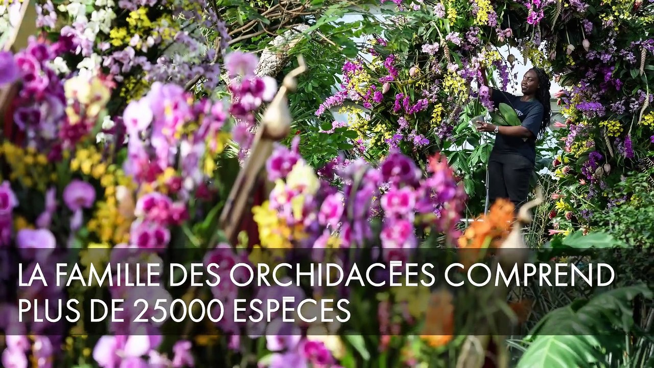 L'Orchidée