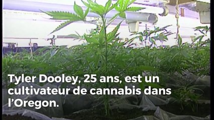 Le neveu de Meghan Markle vend du cannabis en utilisant sa tante pour faire vendre sa « marijuana royale »