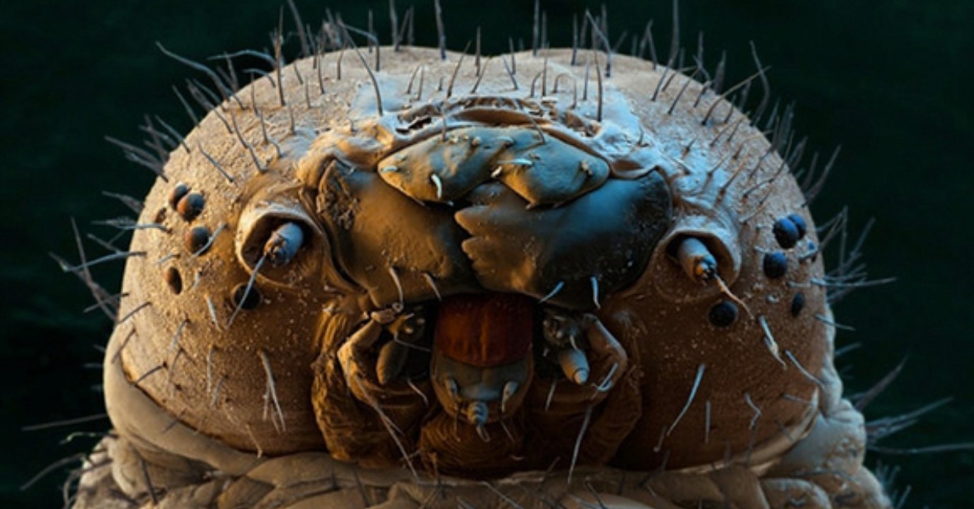 This Terrifying Micro Spider Is Probably Crawling Across Your Face Right Now