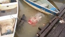 This video proves just how terrifying piranhas can be