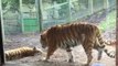 Why you should never wake up a sleeping tiger (VIDEO)