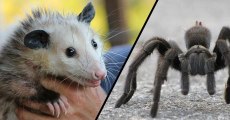 This horrifying footage shows what happens when a giant tarantula captures a baby opossum