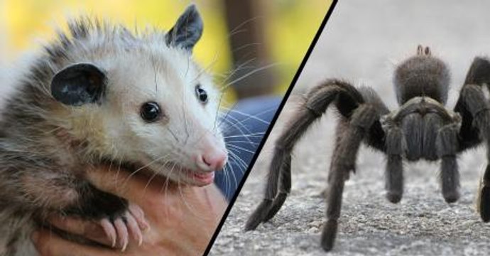 This horrifying footage shows what happens when a giant tarantula captures a baby opossum