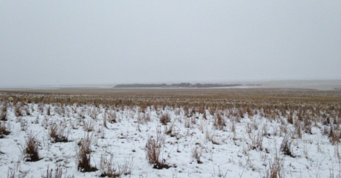 Optical illusion: There are 500 sheep in this photo but no one can find them