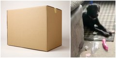 This Dog Stole Their Neighbour’s Package Containing a Toy That’s Not Meant for Animals