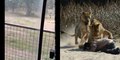 Man gets mauled by lions after scaling 20ft zoo enclosure