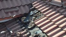 Construction workers were shocked at what they discovered in one man's roof