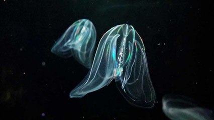This bizarre sea creature is baffling scientists thanks to its unique anus