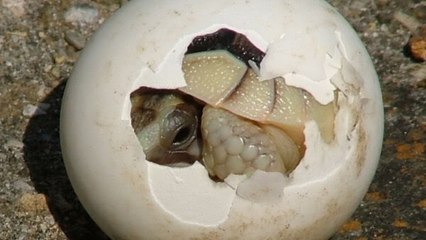 His snake eggs finally hatched but he soon realised that something was very wrong