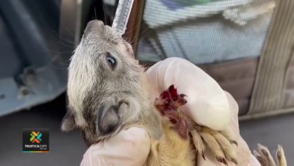 tn7-organizaciones-rescatan-animales-020322