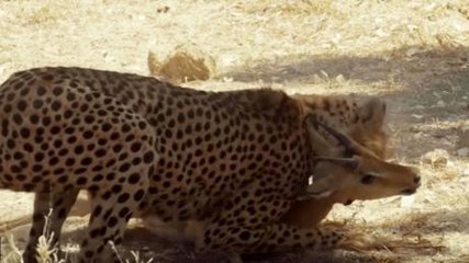 This Cheetah Was Mid-Hunt When Another Furious Predator Showed Up