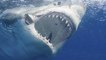 Boy narrowly escapes death after a great white shark attack