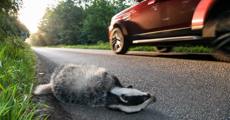 The roadkill cookbook sparks widespread controversy