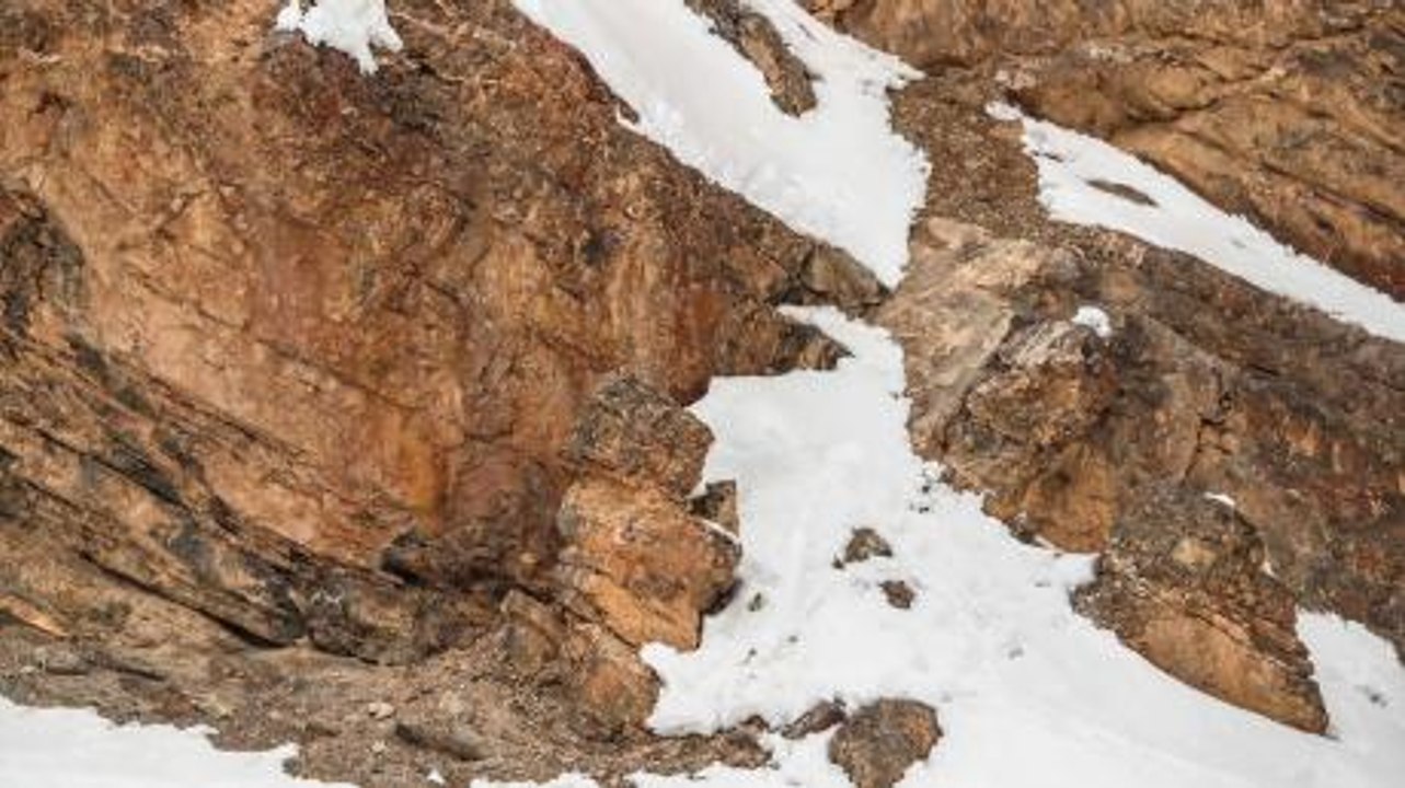 If you can see the animal in this photo, you must have amazing eyesight!