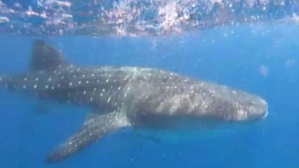 One Of The Planet’s Biggest Sharks Has Been Caught On Film In The Red Sea