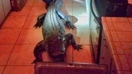 American woman finds herself face to face with a 3-metre alligator in her kitchen