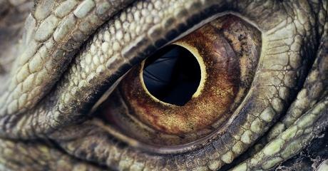 This Strange Medical Condition Caused A Woman To See People Turn Into Dragons Before Her Very Eyes