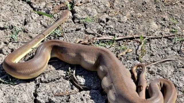 This Snake Bit Off More Than It Could Chew When It Swallowed Another Snake Its Own Size