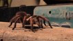 Größte Spinne der Welt überrascht Forscher mitten im Urwald