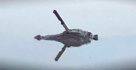 This alligator had a knife sticking out of its head