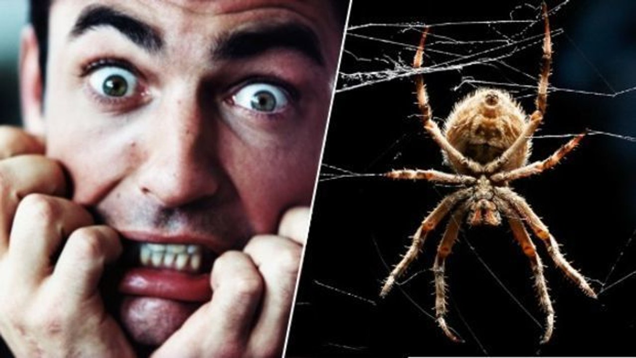 Studie findet perfekte Methode, wie ihr eure Angst vor Spinnen loswerdet