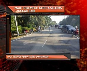 Maut dirempuh kereta selepas langgar babi